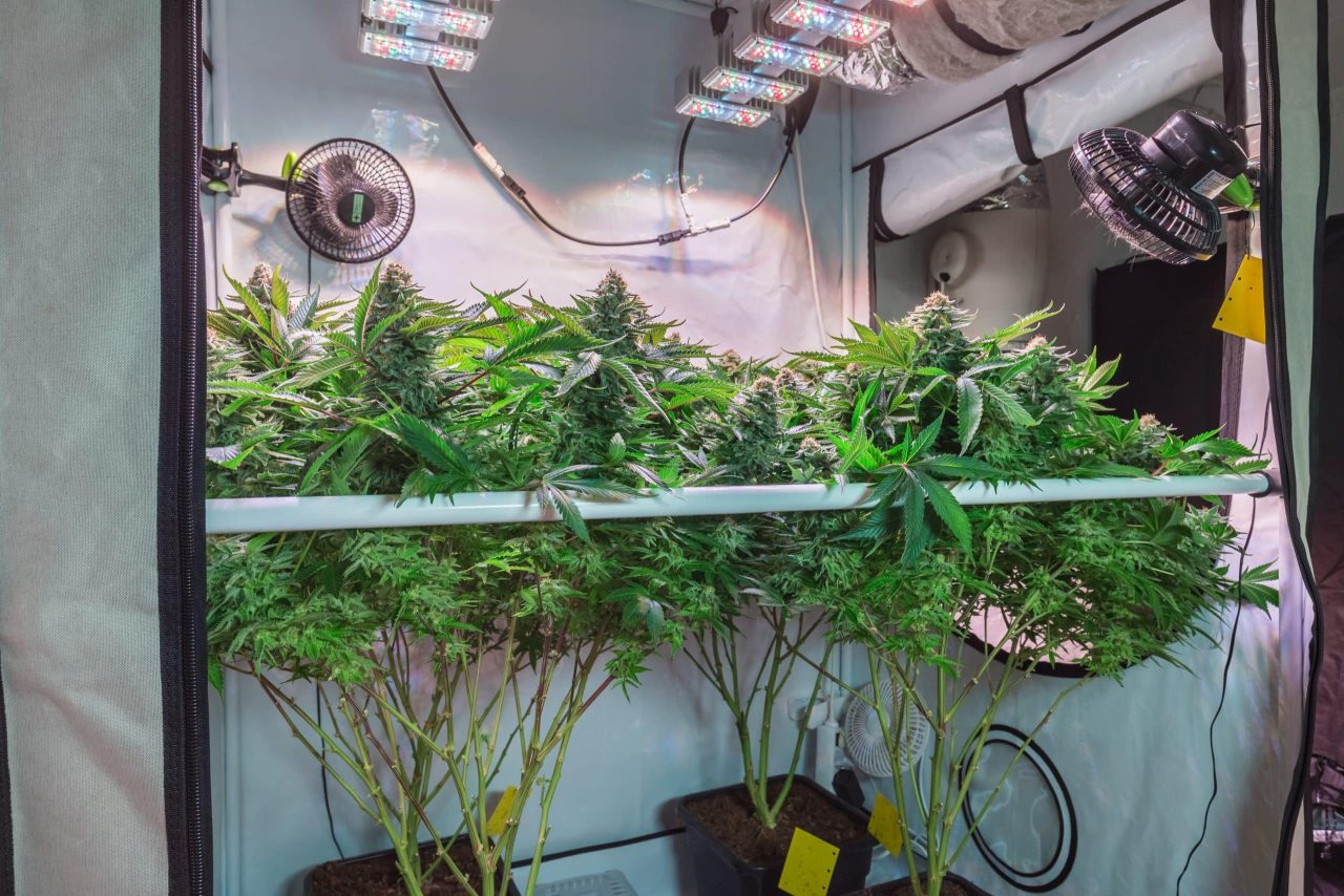 Cannabis plants inside a smaller grow tent