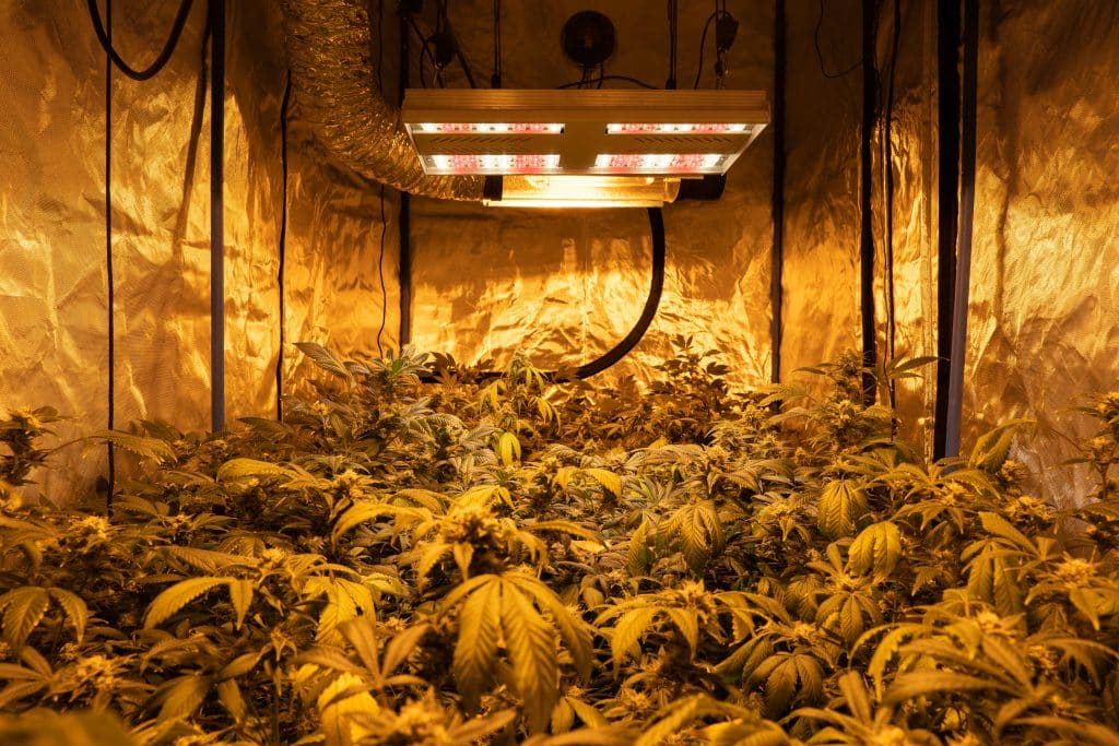 indoor cannabis lighting costs
