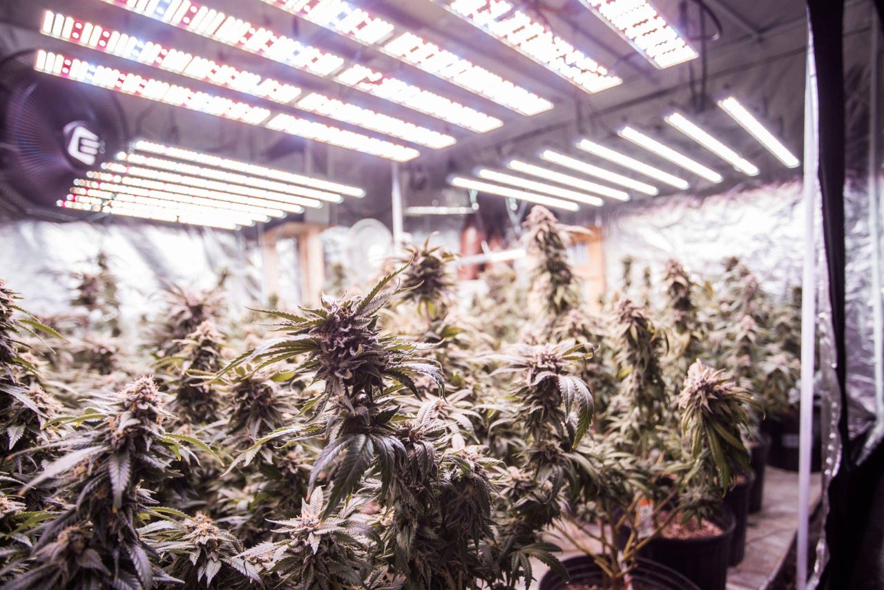 LED lights inside a large cannabis grow tent
