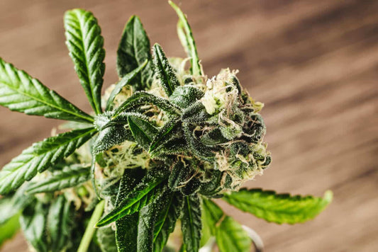 8 Common Cannabis Plant Mutations - Premium Cultivars