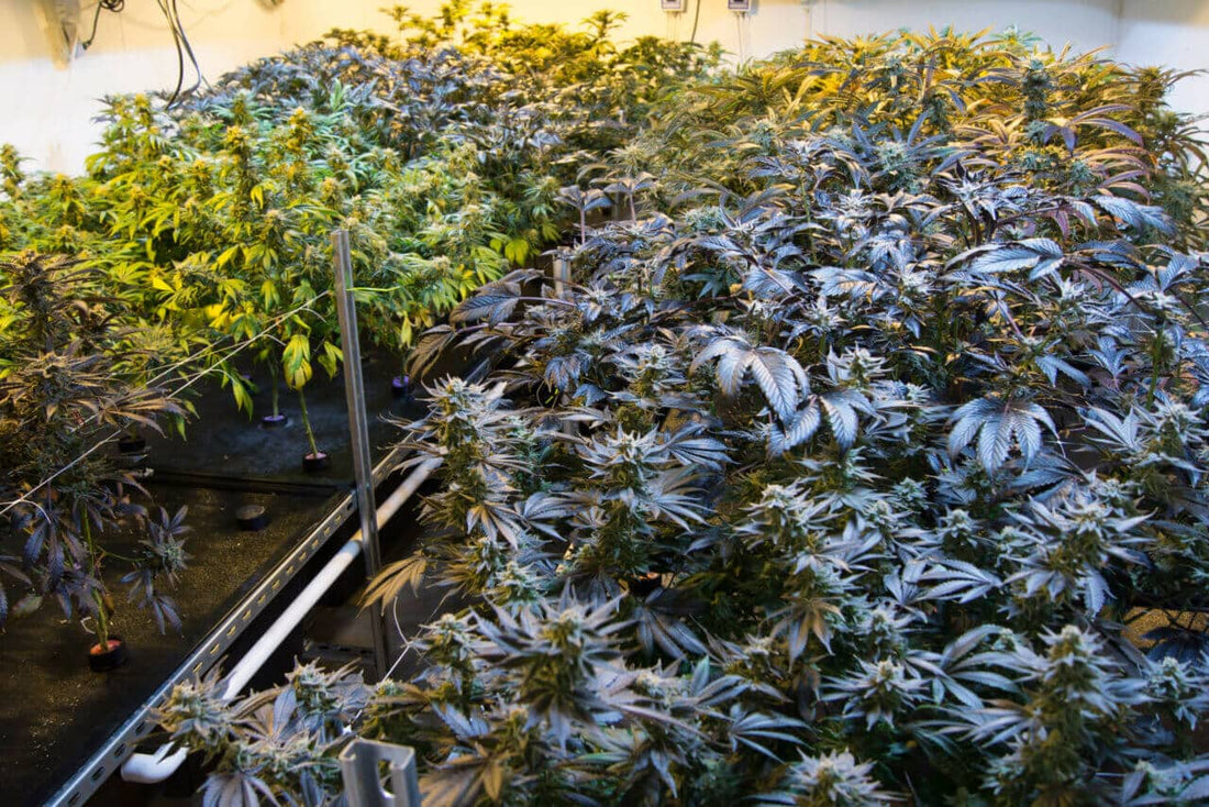 A Beginner's Guide to Aeroponic Cannabis Growing