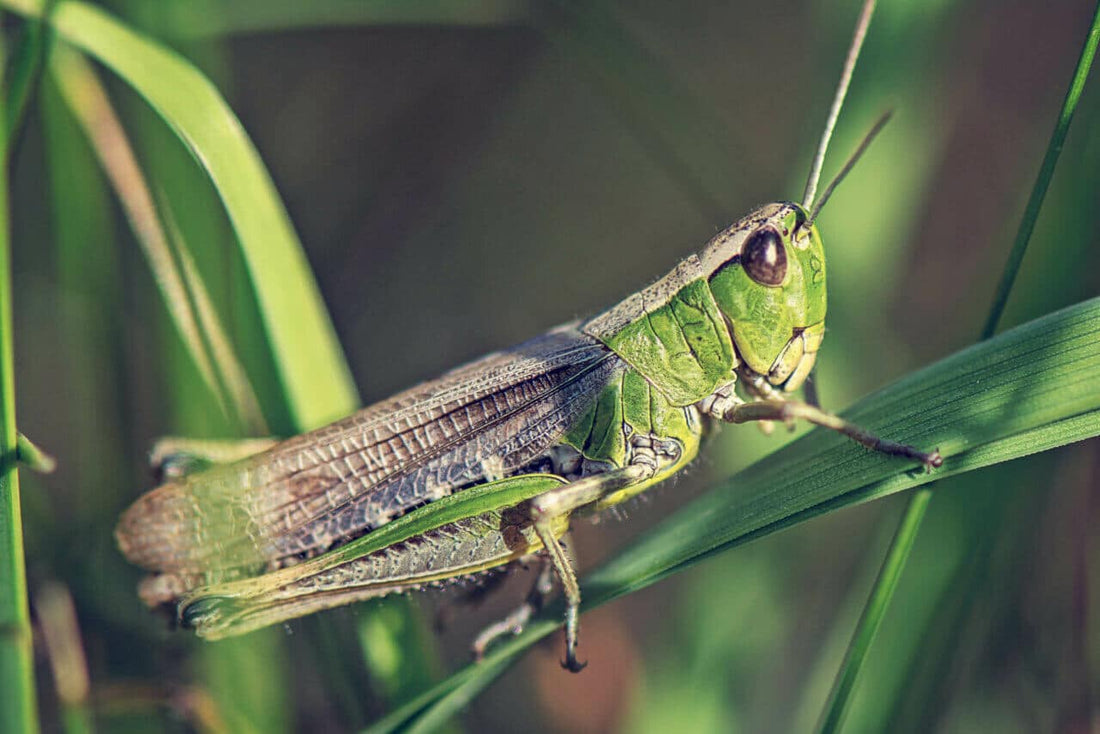 Grasshoppers on Cannabis Plants can be a Real Problem - Diagnose and Solve here!