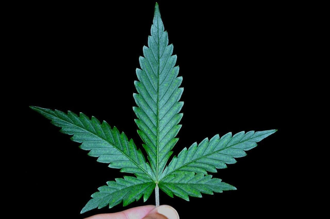 Everything About Cannabis Leaves