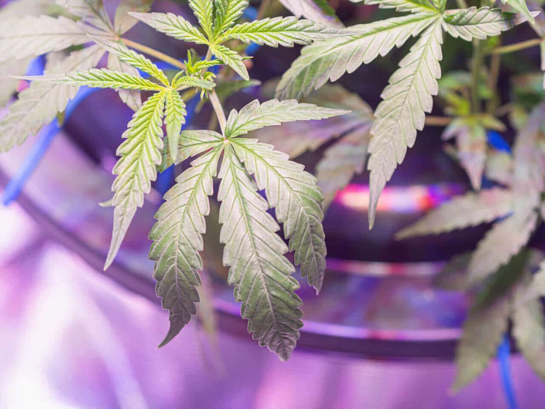 A Beginner's Guide To Bubbleponics - Premium Cultivars