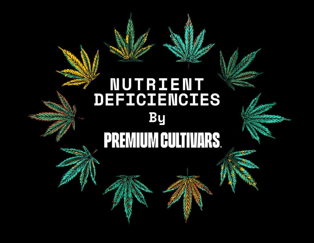 All The Different Cannabis Deficiencies - Premium Cultivars