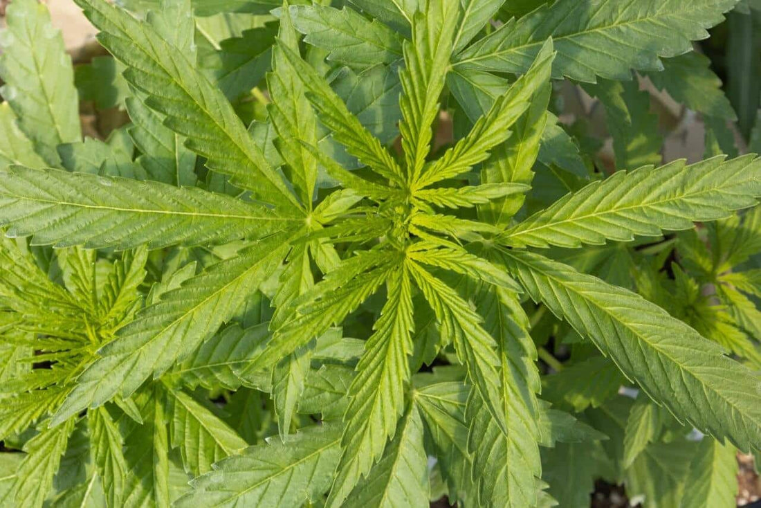 Autoflower Vs Photoperiod: What is the Difference? - Premium Cultivars