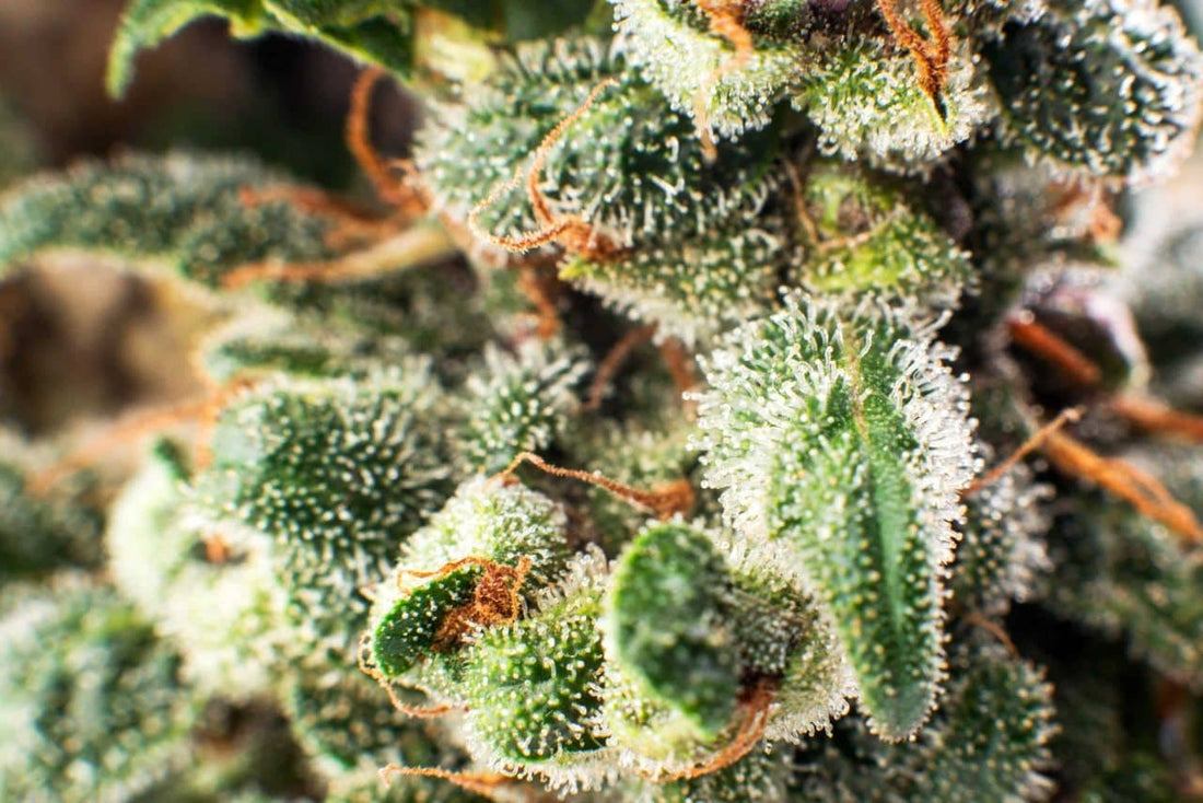 Bud Ripening - Understanding Over Ripe Buds and Under Ripe Buds ...