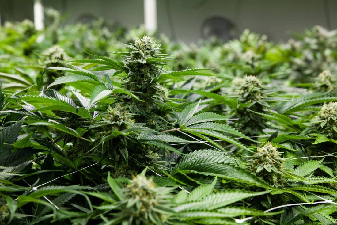 Can you Grow Autos and Fems in the Same Grow Room? - Premium Cultivars