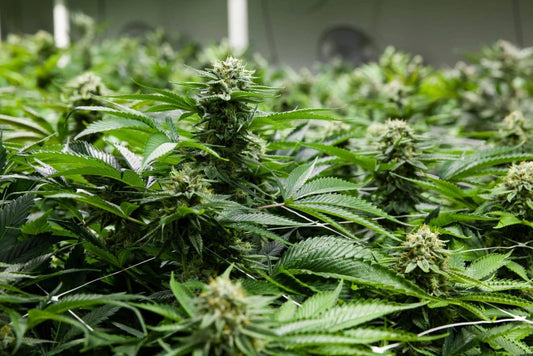 Can you Grow Autos and Fems in the Same Grow Room? - Premium Cultivars