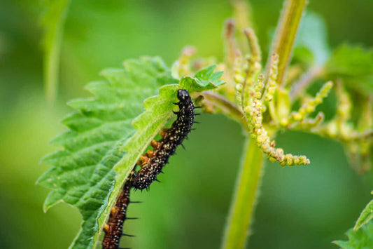 Cannabis Caterpillars and Inchworms - Premium Cultivars