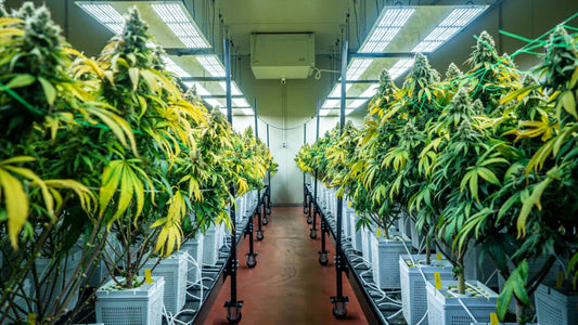 Cannabis Leaves Turning Yellow - How to Treat and Prevent this Problem - Premium Cultivars