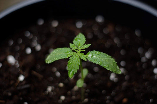 Cannabis Nutrients - How and When to Feed Cannabis - Premium Cultivars