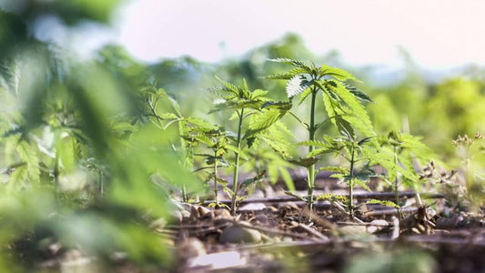 Cannabis Outdoor Grow Calendar - Premium Cultivars