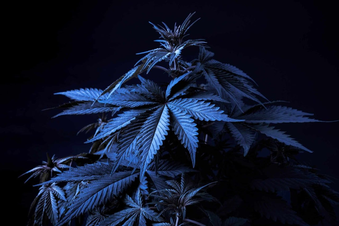 Cannabis Quality Control: Nurturing a Precious Asset - Premium Cultivars