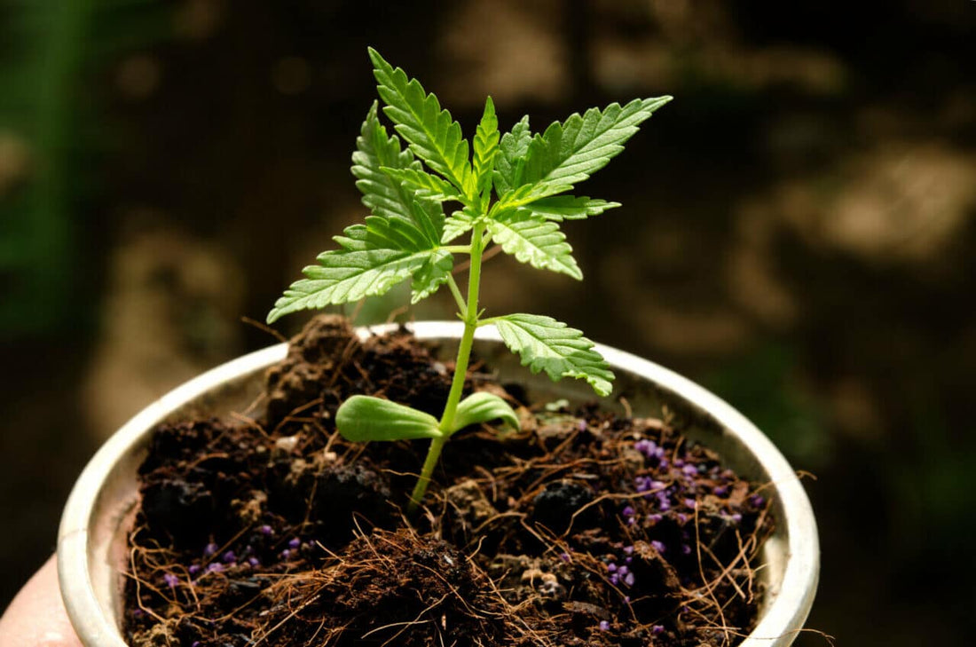 Cannabis Strains That Grow Small - Premium Cultivars