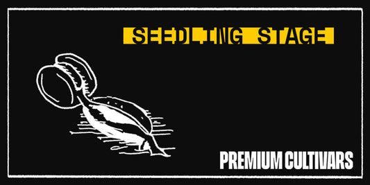 Caring for Cannabis Seedlings - Premium Cultivars