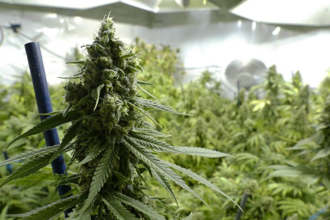 Common Mistakes Made By New Growers - Premium Cultivars