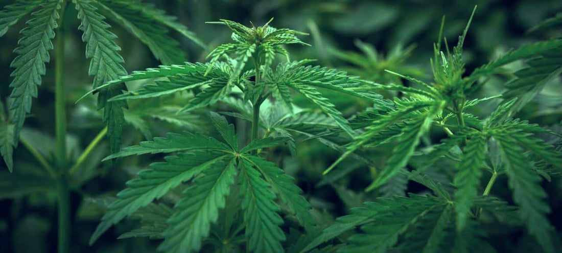 Dealing with a Cannabis Sulfur Deficiency - Premium Cultivars