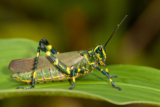 Dealing with Crickets on Cannabis - Premium Cultivars