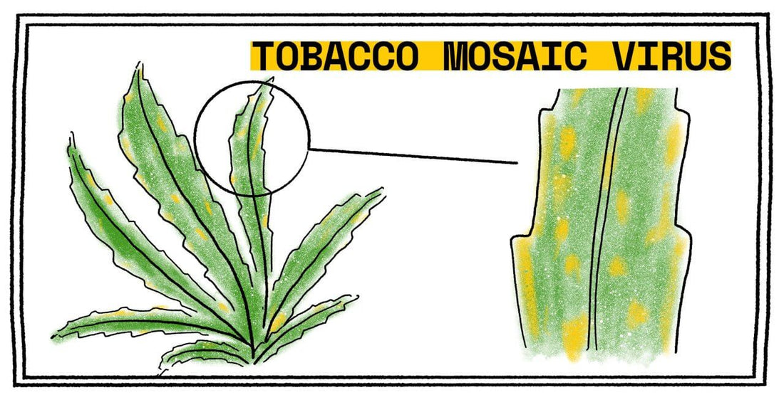 Diagnosing and Treating the Tobacco Mosaic Virus on Cannabis Plants - Premium Cultivars