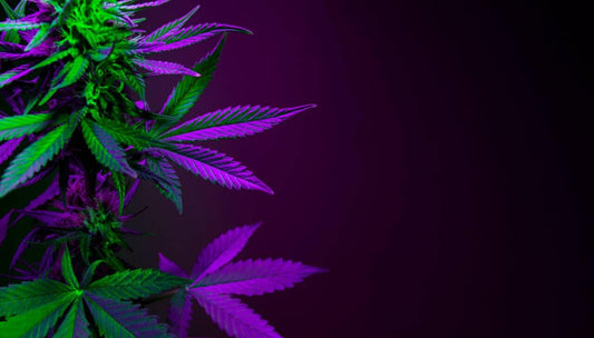 Do Cannabis Plants Need Oxygen? - Premium Cultivars