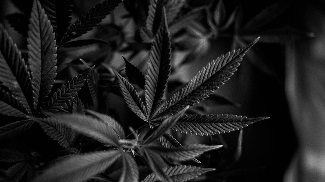 Does a 3-Day Dark Period Before Harvest Increase THC? - Premium Cultivars