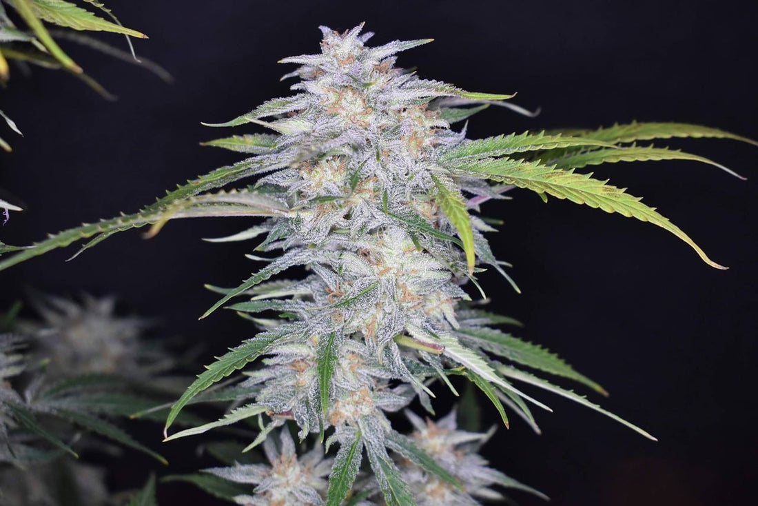 Does albino weed really exist? - Premium Cultivars