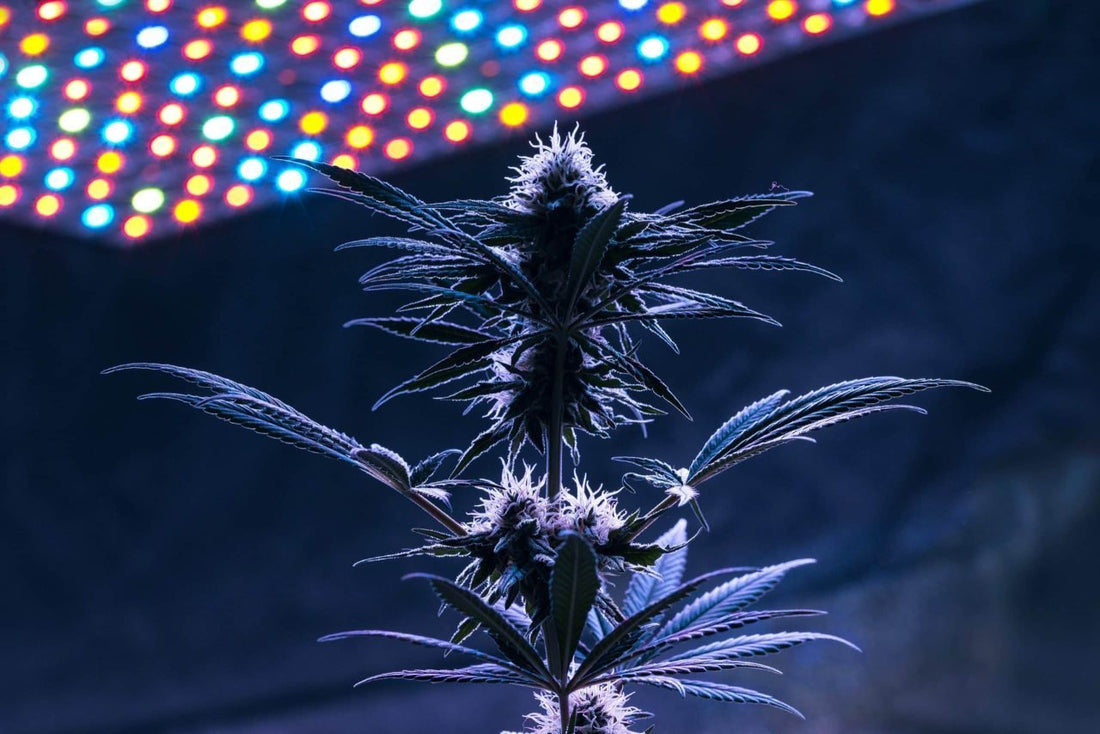 Essential Tools and Equipment for Growing Weed - Premium Cultivars