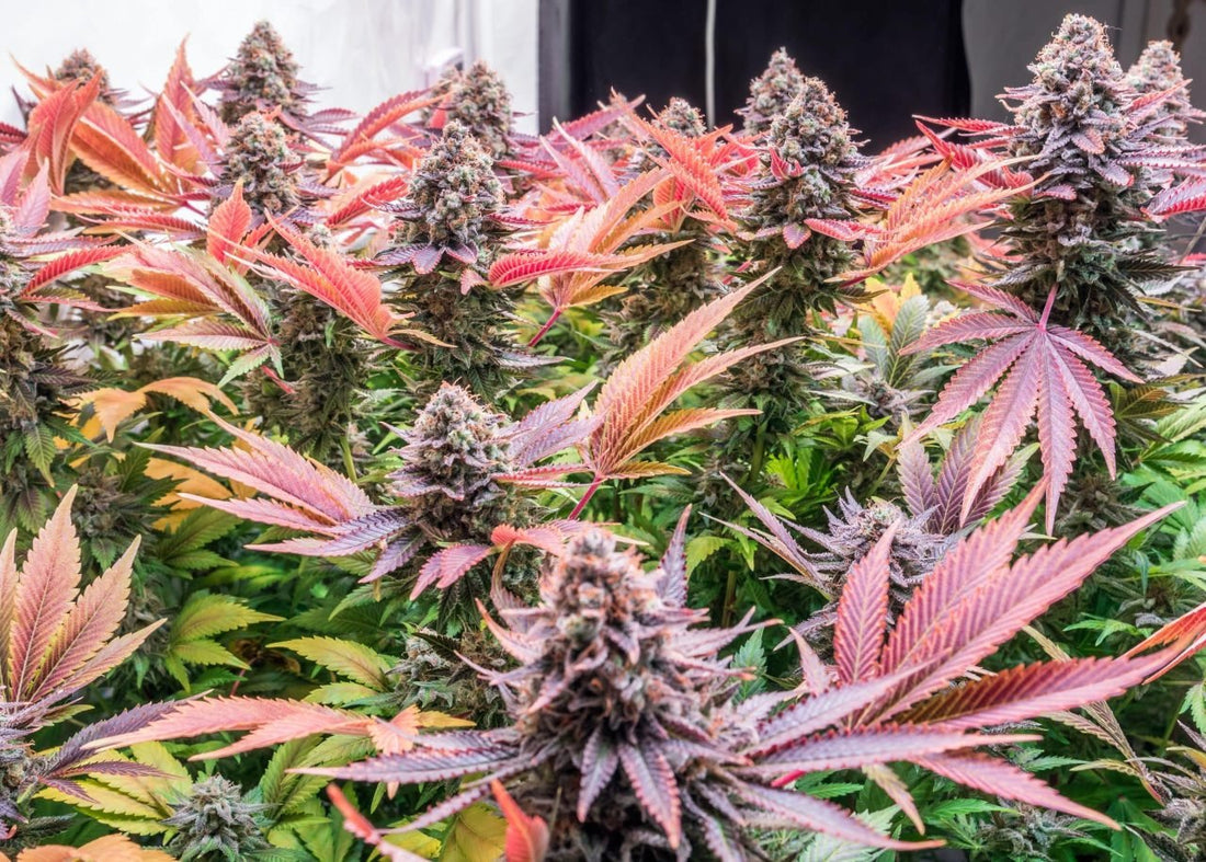 Flowering Stage: Maximizing Bud Development - Premium Cultivars