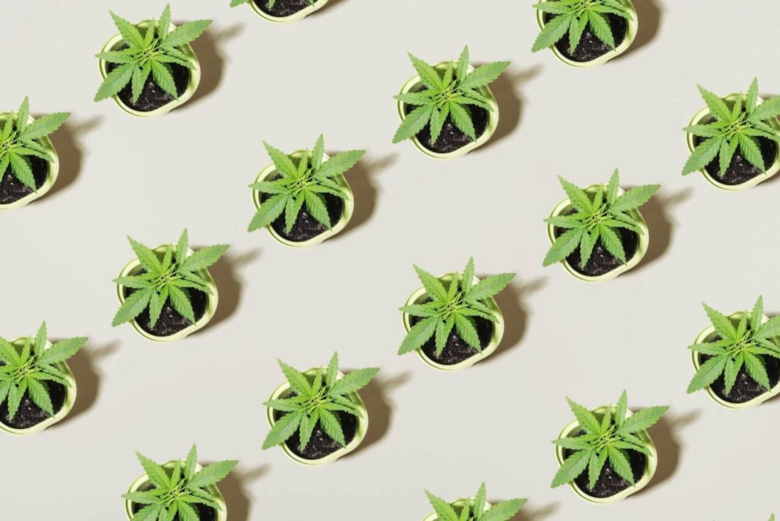 Growing Autoflowers - Tips for a Perfect Autoflower Grow - Premium Cultivars