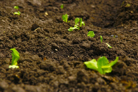 Growing Cannabis with Bat Guano - Premium Cultivars