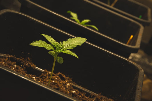 Growing Cannabis with Microorganisms - Premium Cultivars