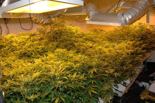 Growing Weed With LEC Lights - Premium Cultivars
