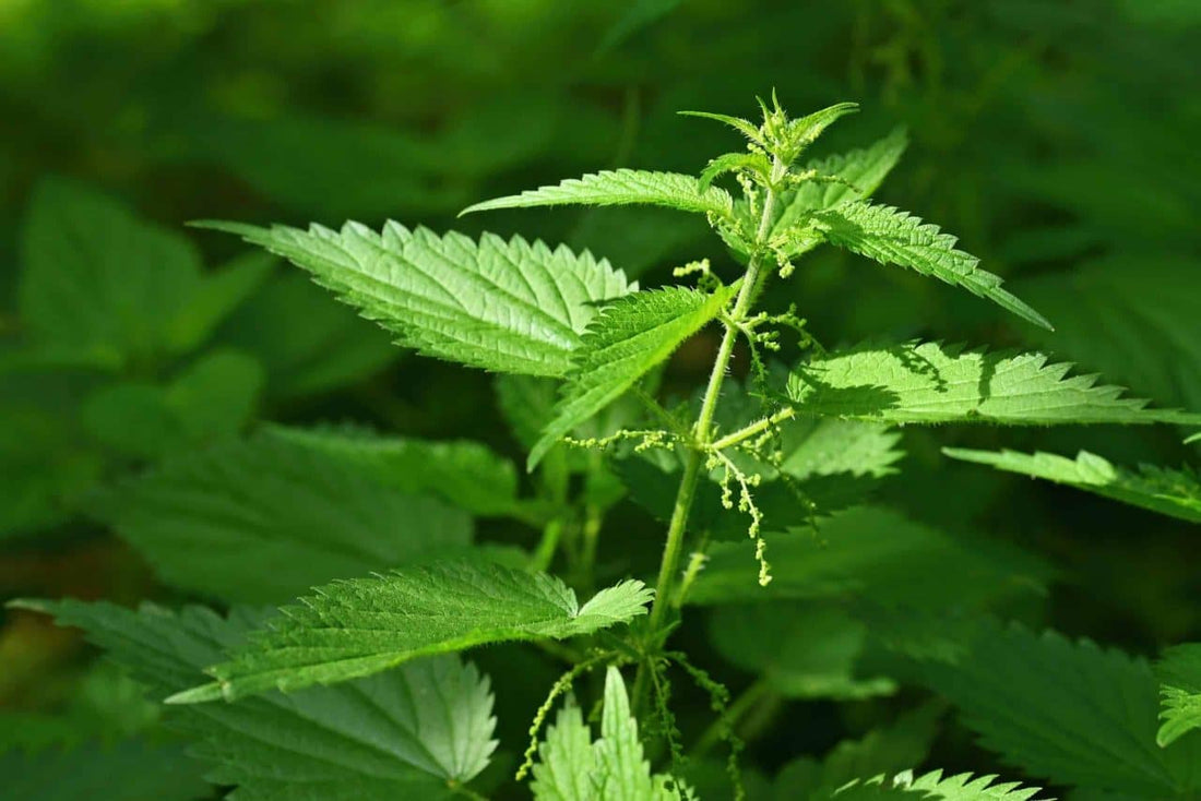 How Stinging Nettles Can Benefit Cannabis Plants - Premium Cultivars
