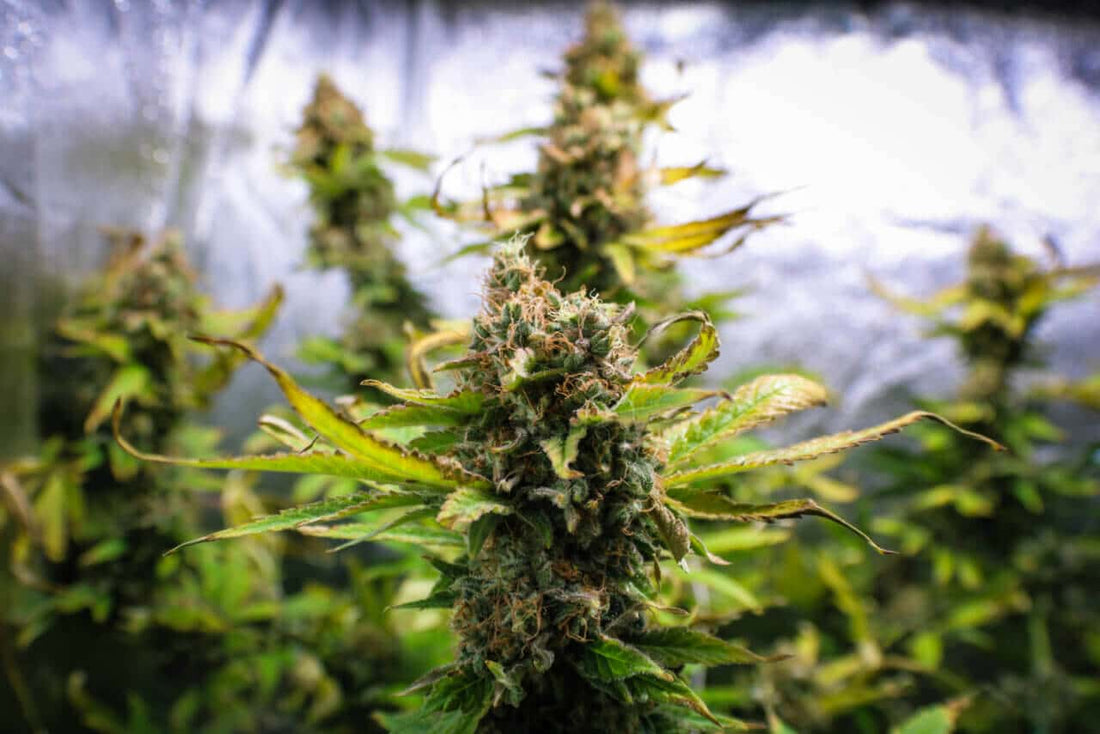 How To Build A DIY Grow Tent - Premium Cultivars