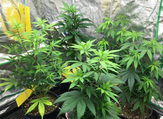 How to grow weed at home without equipment or with minimal equipment - Premium Cultivars