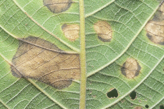 How To Identify, Treat, And Prevent Potassium (K) Deficiency Issues In Cannabis - Premium Cultivars