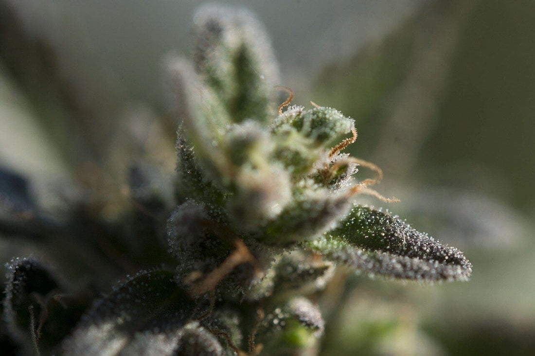 How to Increase Trichome Production - Premium Cultivars