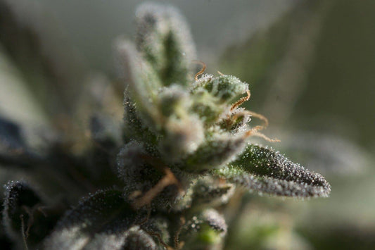 How to Increase Trichome Production - Premium Cultivars