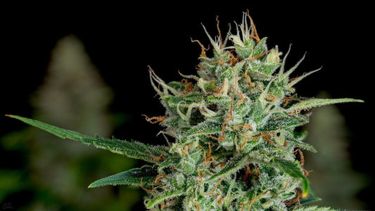 How to Prevent Nutrient Deficiencies in the Flowering Stage - Premium Cultivars