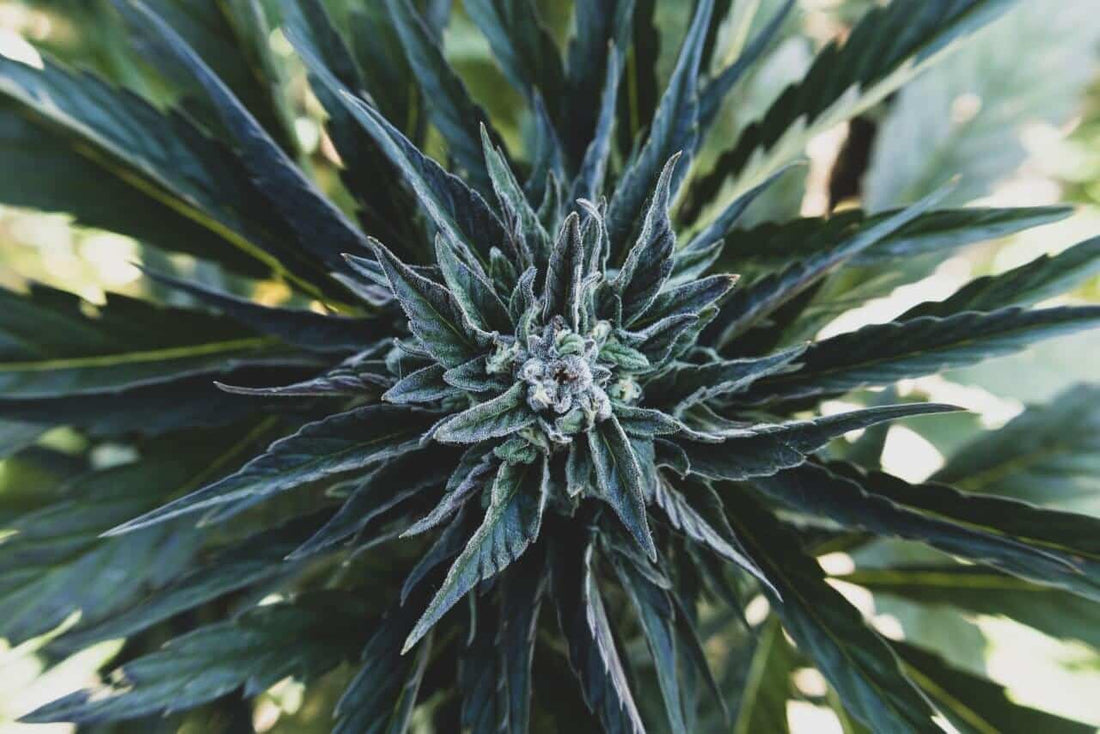 How to Start Training Autoflowers for Phenomenal Yields - Premium Cultivars