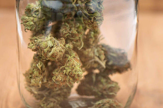 How To Store Cannabis - Premium Cultivars