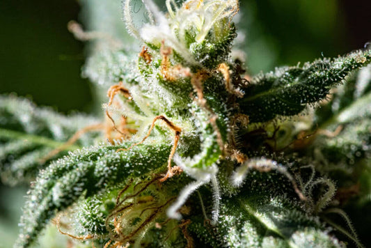 How to Tell if my Autoflower is Ready to Harvest - Premium Cultivars