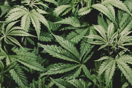 How to use the Sea of Green method for explosive yields - Premium Cultivars
