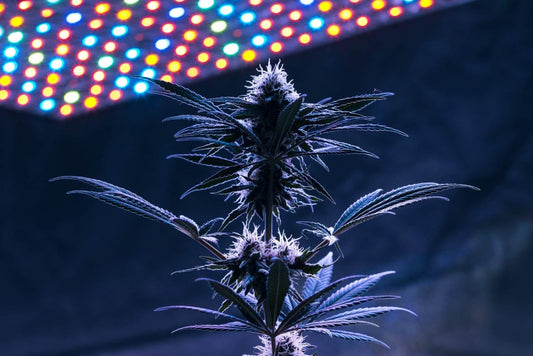 Is It Legal To Grow Weed In The USA In 2023? - Premium Cultivars