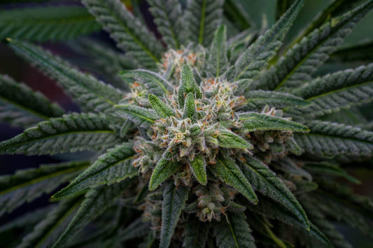 Journey Through the Anatomy of Cannabis Calyxes - Premium Cultivars
