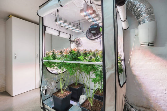 Keep Your Grow Tent Cool in the Summer - Premium Cultivars