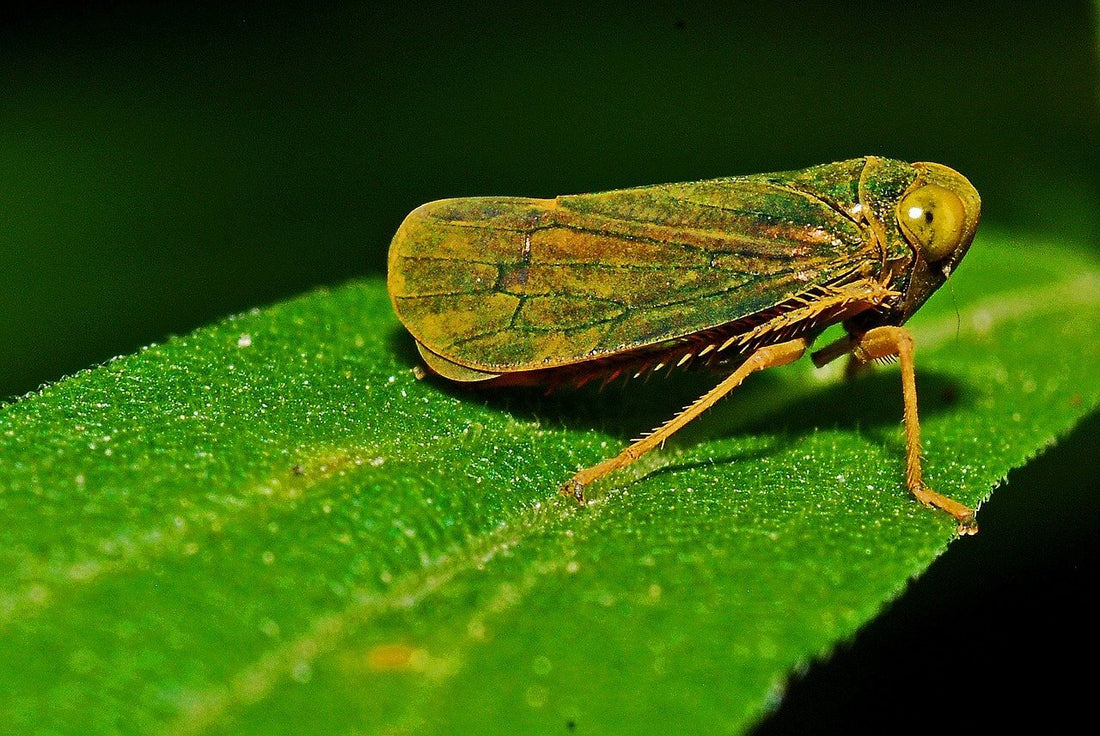 Leafhoppers on Cannabis Plants - Premium Cultivars