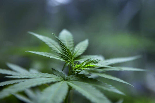 Magnesium Deficiency in Cannabis - Premium Cultivars