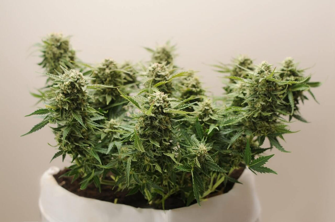 Micro Growing Cannabis - The Ultimate Guide - Premium Cultivars